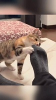 宠物狗误食毒物主人紧急送医