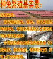 【白山市种兔养殖基地批发零售】
