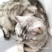 昆明绝育猫咪多少钱一只？价格是否亲民？