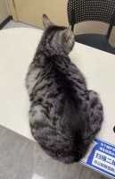 小猫看个伤花5000多元！“必要救助”还是“过度医疗”？