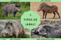 7种常见野猪及疣猪类型详解（含图片和分布）