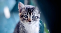 哪些公共场所不能带猫咪进入？真的会禁止宠物猫入内吗？