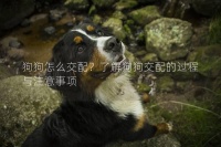 狗狗怎么交配？了解狗狗交配的过程与注意事项