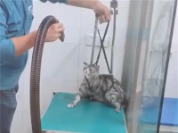 猫咪被带去宠物店清洗,结账时价格突涨,主人一问原因哭笑不得