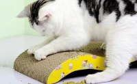 猫咪为什么要到处挠磨爪子？正确引导猫咪磨爪子的方法