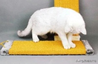 猫咪为什么要磨爪子？喵星人成长有烦恼，要多一点理解