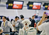 在杭州机场，“毛孩子”怎么坐飞机？