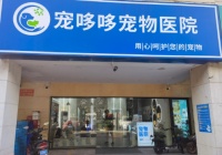 宠哆哆宠物医院：专业医疗守护宠物健康