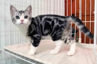 宠物猫品种和价格图片 7种常见宠物猫咪品种名称简介(2)