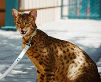 猫价格排行最受欢迎