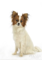 犬主如何正确选择宠物玩具