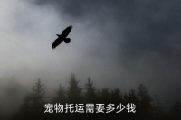 托运小狗多少钱汽车，宠物托运需要多少钱