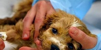 幼犬细小（探究幼犬细小病的发病原因、症状和预防措施）