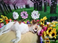 威海宠物殡仪馆,威海猫咪仓鼠等小型宠物火处理