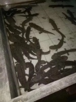 迁西观赏鱼