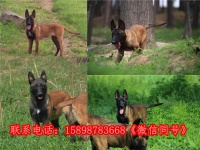 河北唐山迁西县狗场联系电话出售30多种名犬
