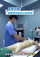 猫咪绝育需花费多少钱？（了解猫咪绝育的费用和必要性）