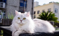 猫猫品种大全及价格 比较好养的猫猫品种推荐(2)