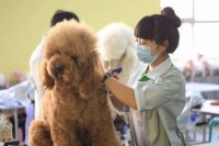 宠物美容培训学校排名？2023年十大宠物美容培训学校排行榜