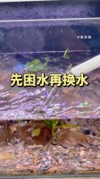鱼缸水如何养水（鱼池养水的正确方法）