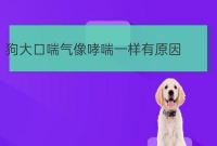 宠物疾病像哮喘一样抽气:狗狗大喘气像哮喘一样