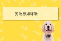 宠物疾病呼哧呼哧的像哮喘:狗狗像哮喘一样抽气