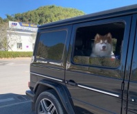 想带狗狗一起开长途？需要注意些什么？