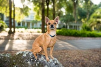 世界上最小的犬种——吉娃娃