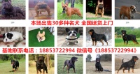 河北沧州运河宠物市场在哪