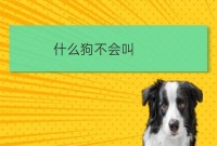 什么内蒙古宠物培训狗不会叫:硬拔蜱虫狗会不会死