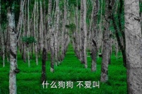 不爱叫的狗,三种不爱吠叫的狗适合小区养