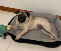 巴哥犬为什么不会叫？原因很简单