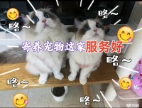 本地宠物寄养哪里好哪里有猫咪寄养哪里可以寄养狗狗专业宠物寄养可接送