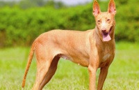 法老王猎犬的三项训练科目，你家的狗狗完成了吗？