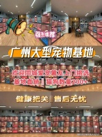 广州买银渐层猫去哪里买比较好？广州这里是选购银渐层猫的好去处