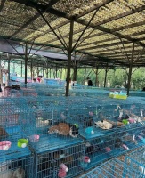 江苏查获违规运猫车救下900余只猫，部分伤重猫咪完成截肢，已有两只找到了主人