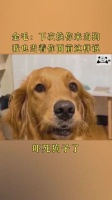 金毛吃什么肉好怎么做