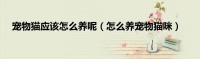 宠物猫应该怎么养呢（怎么养宠物猫咪）