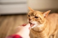 养猫知识大全 新手看这篇就够了