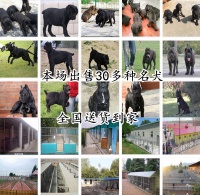 送货到家忠县宠物犬市场诚信经营
