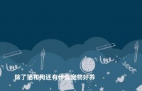 除了猫和狗还有什么宠物好养