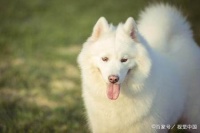 中国可以养的宠物大全,合法饲养宠物指南一览