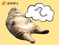 猫咪体内寄生虫类型超多，你的驱虫方法做对了吗？