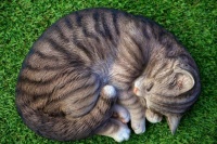猫咪火化收费价格表