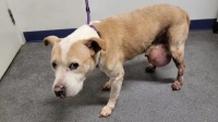 【实操】犬猫尿道造口手术、乳腺肿瘤切除、颌下腺摘除、脾摘除手术、胆囊摘除手术等技术