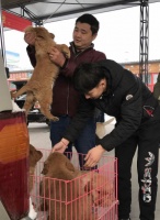 梨园狗市月末关张 9成商家转场燕郊京丰宠物基地