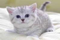 购买宠物猫的渠道有哪些？看这里~