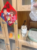 春节临近“宠物经济”升温