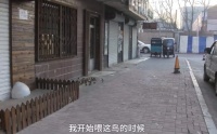 养狗养猫的常有，你见过养千万只麻雀当宠物吗？