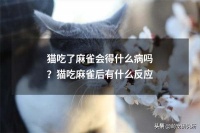猫吃了麻雀会得什么病吗？猫吃麻雀后有什么反应